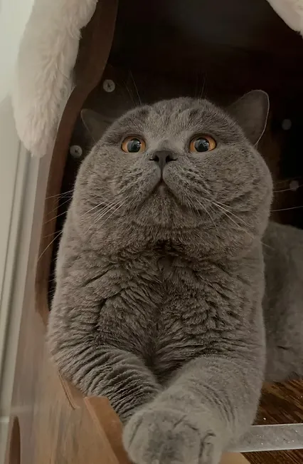 Supreme Champion Bartholomeus