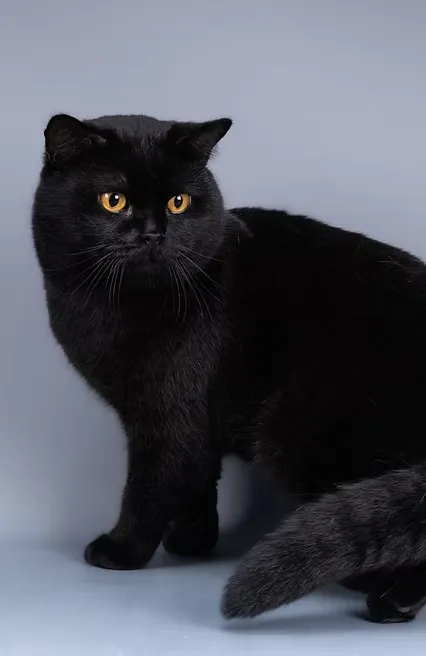 Supreme Champion Amandio House Of Ra