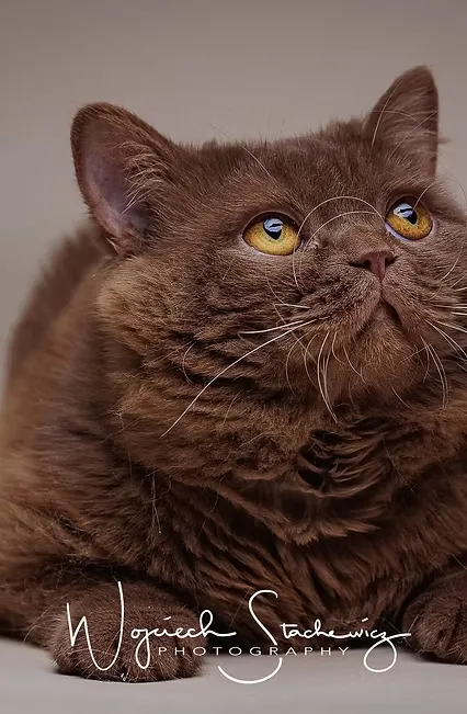 Grand International Champion Fashion Risk