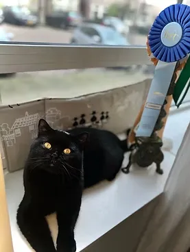 Cat show